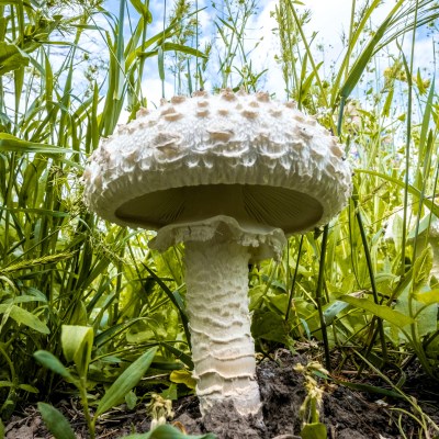 Grundlagenwissen Pilze
