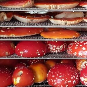 Fliegenpilz Trocknung