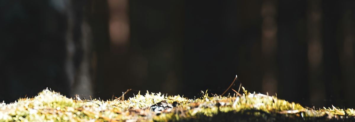 Natur-Medizin